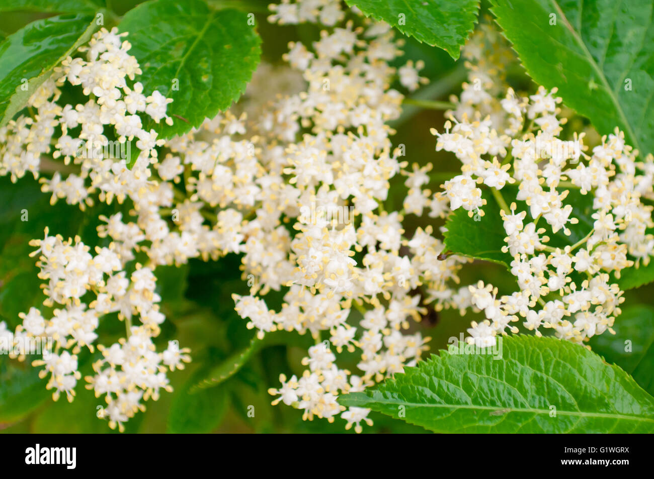 Sambucus Nigra Leaf Hi res Stock Photography And Images Alamy Sambucus Nigra Leaf Hi res Stock Photography And Images Alamy