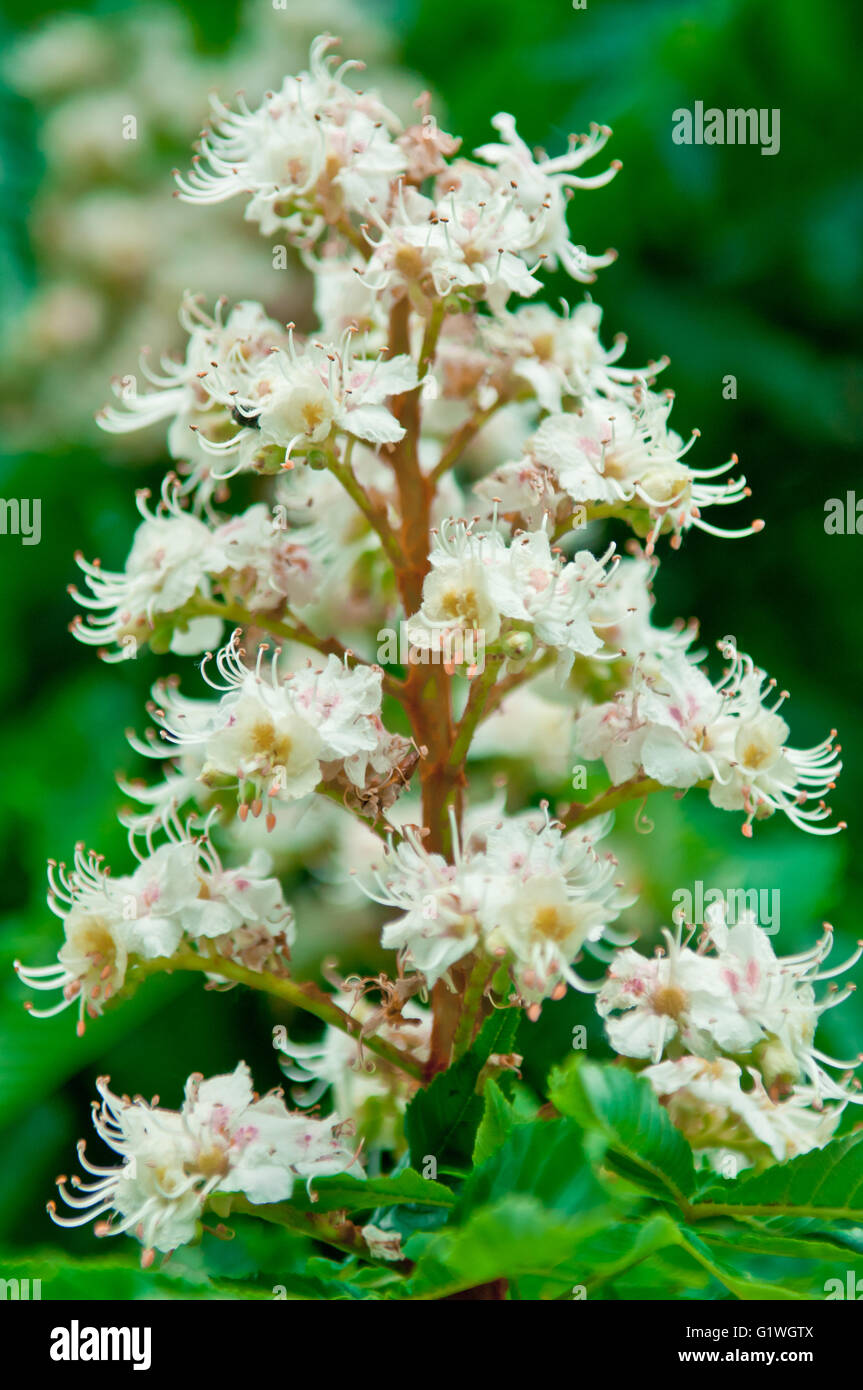 Horse-chestnut (Aesculus hippocastanum, Conker tree) flowers Stock Photo
