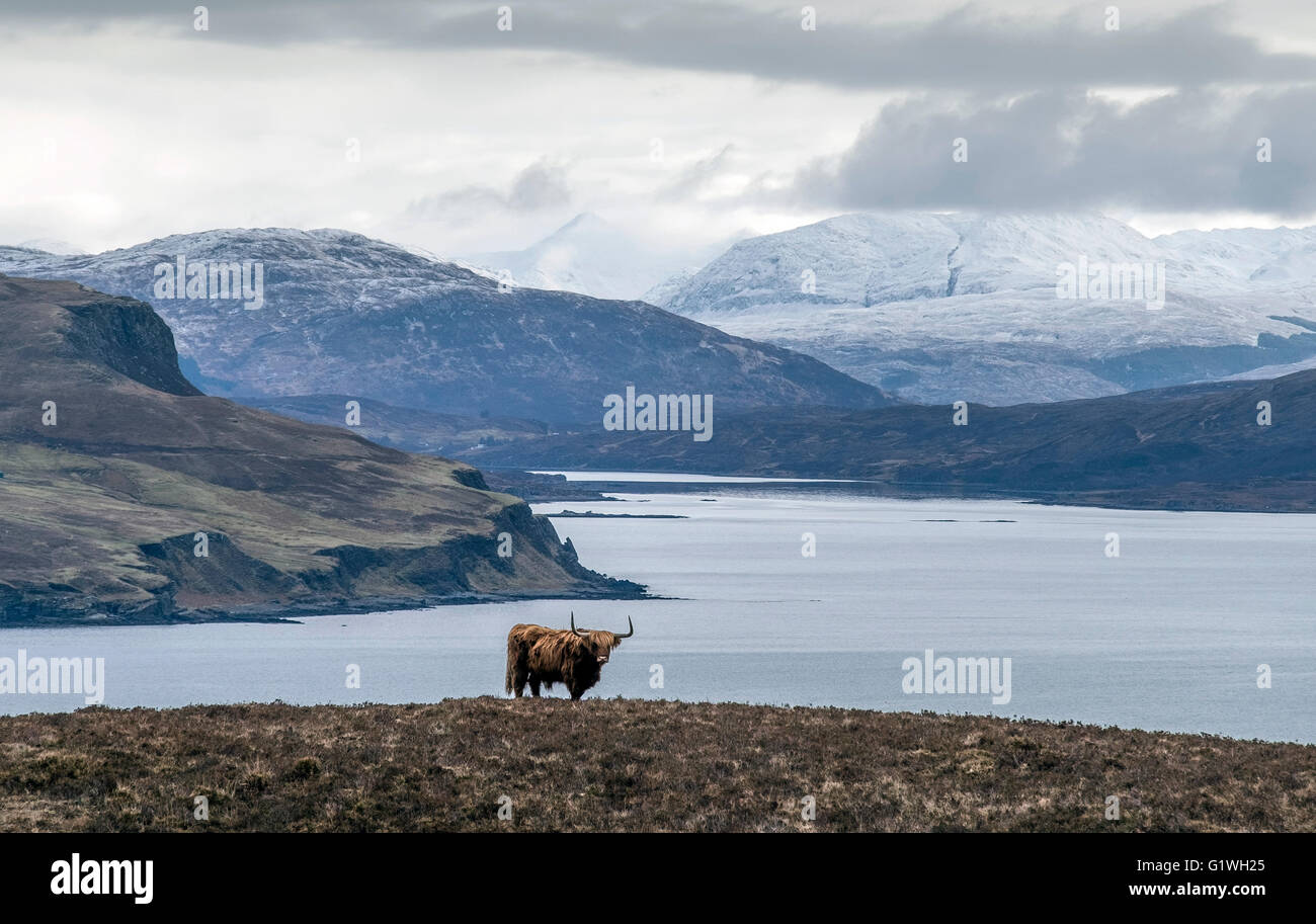 highland cow mountain sea coast drinan elgol Stock Photo