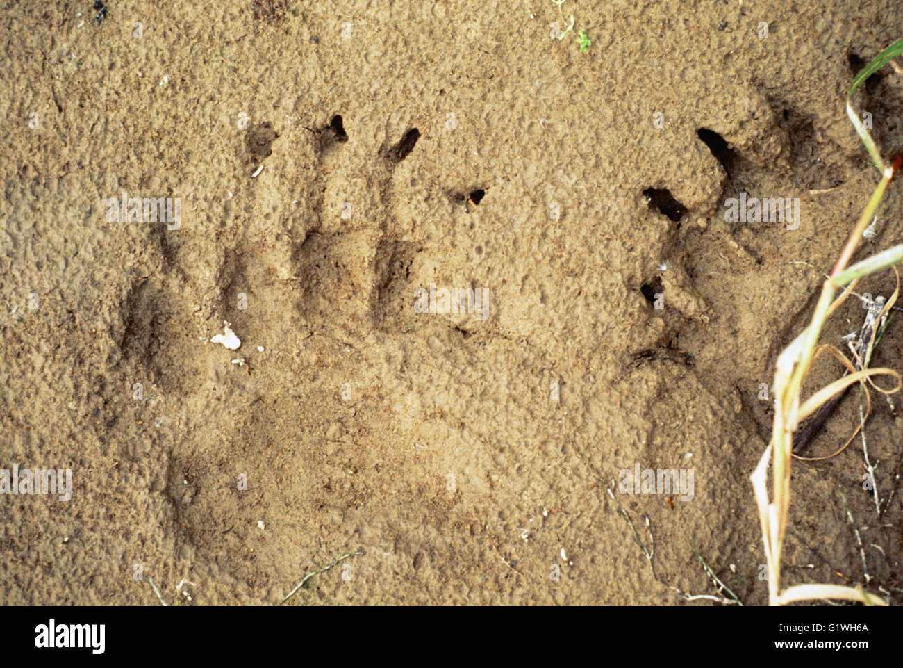 LARGE GRIZZLY BEAR TRACKS IN SAND, CHUKCHI PENINSULA, SIBERIA Stock