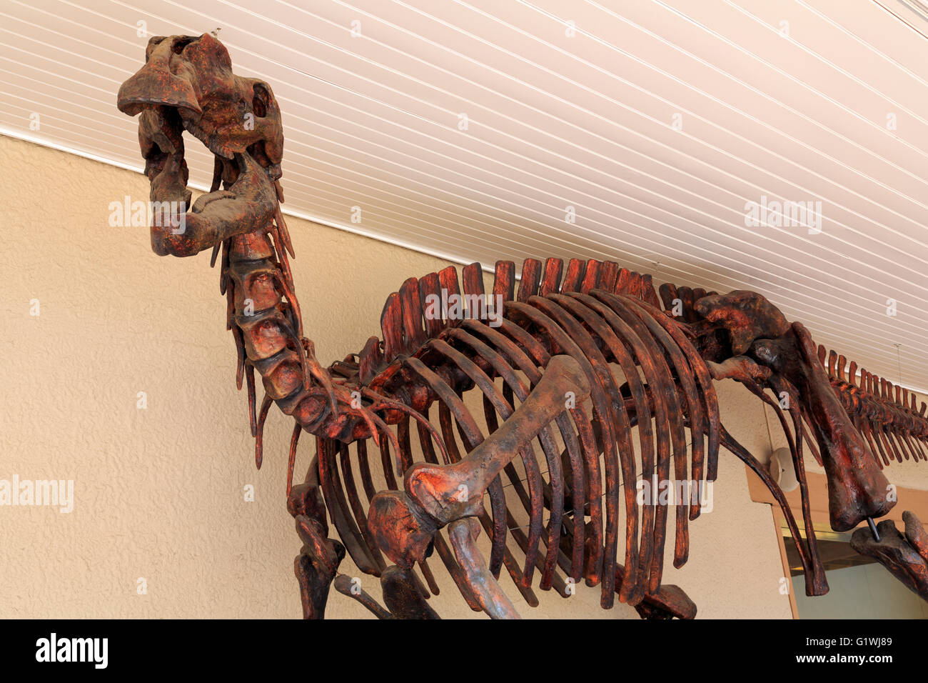 Muttaburrasaurus, Tasmanian Museum & Art Gallery, Hobart, Tasmania Island, Australia Stock Photo