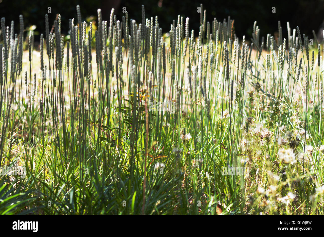 A picture of American rye grass with weeds intermixed near a swampy area. Stock Photo