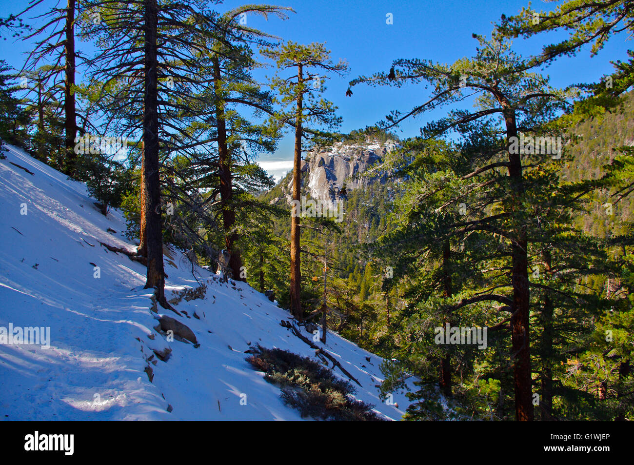 Idyllwild California, snowy trail with green trees, suicide rock Stock