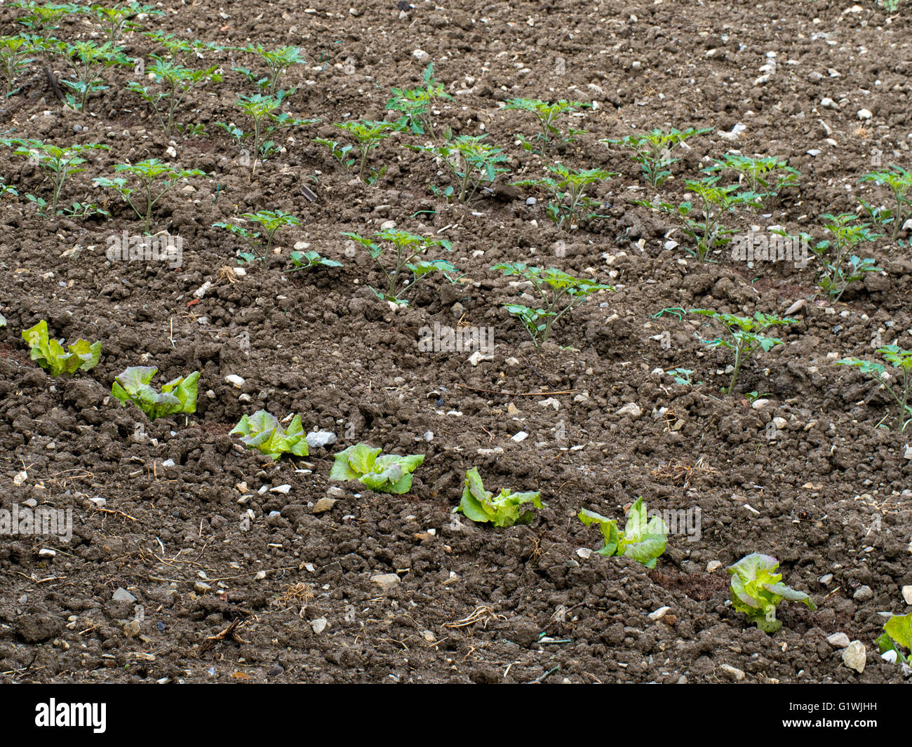 Salad crops growing in neat lines on allotment.. Stock Photo