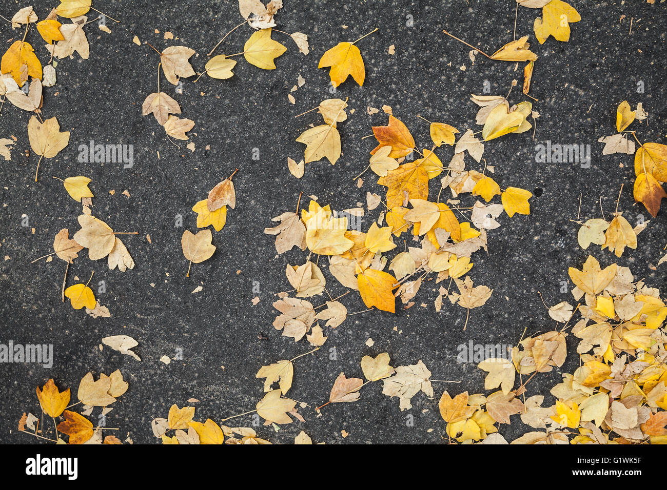 Yellow fallen autumnal leaves lay on urban asphalt road background ...