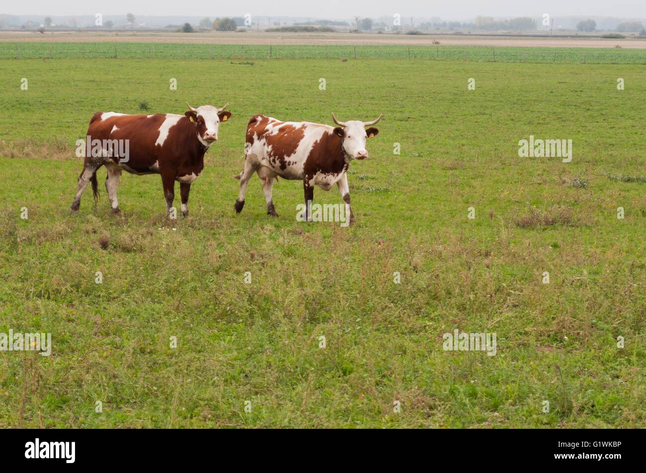 Two cows eating grass hi-res stock photography and images - Alamy