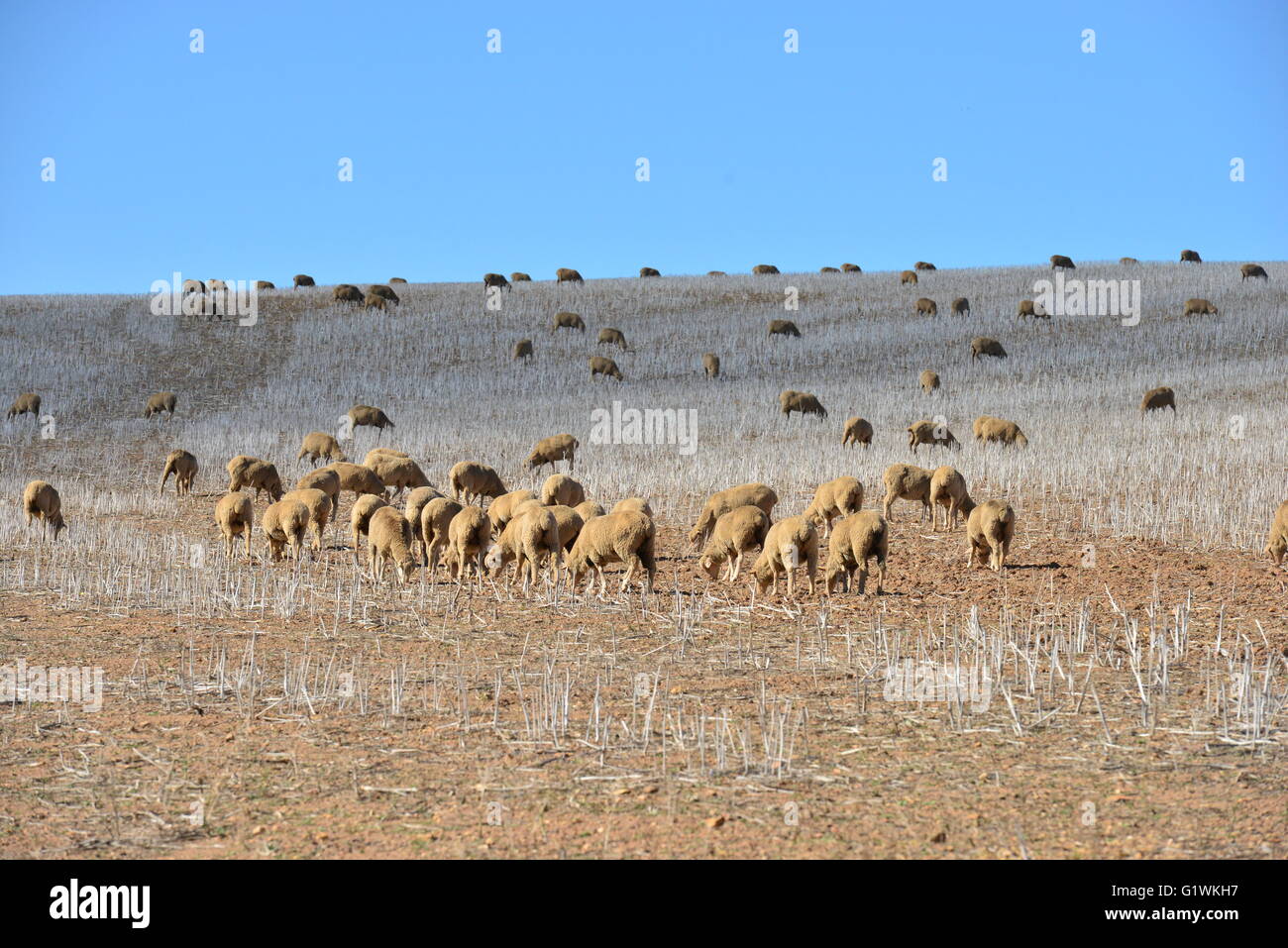 Sheep on a farm in South Africa Stock Photo Alamy