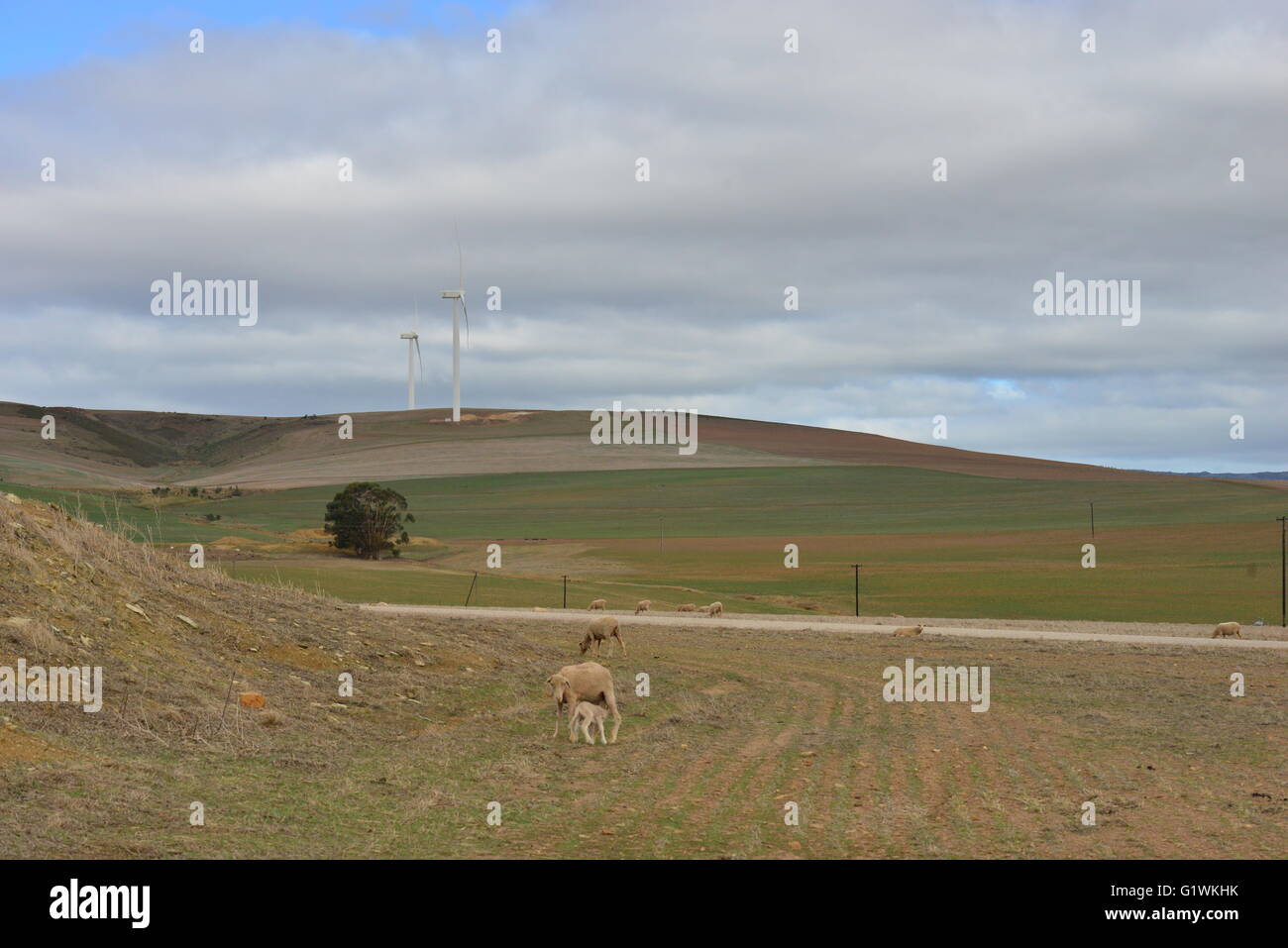 Wind turbines on farmland in South Africa Stock Photo