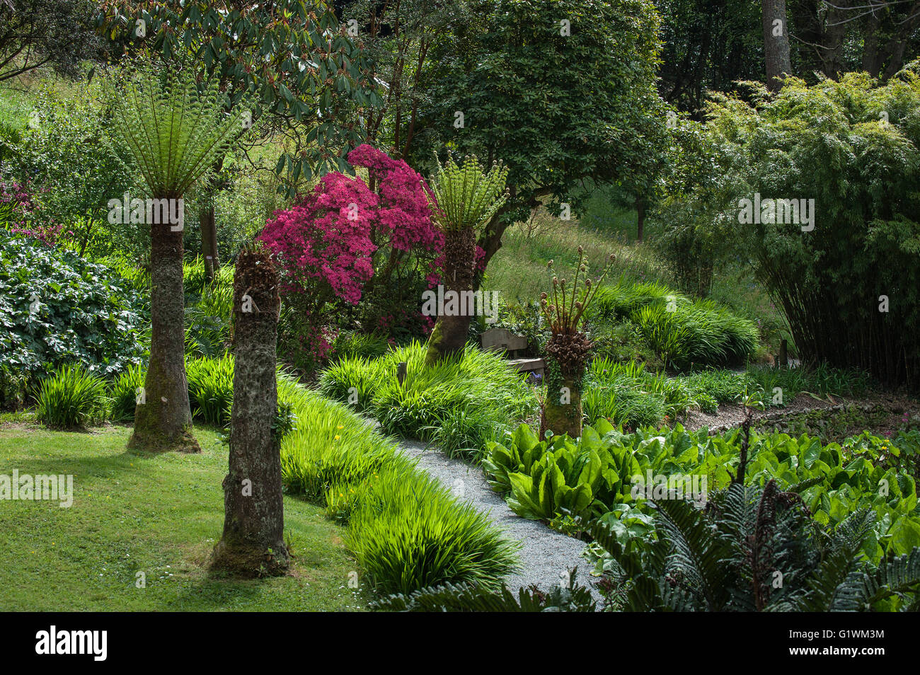 Trebah Gardens in Cornwall. Stock Photo