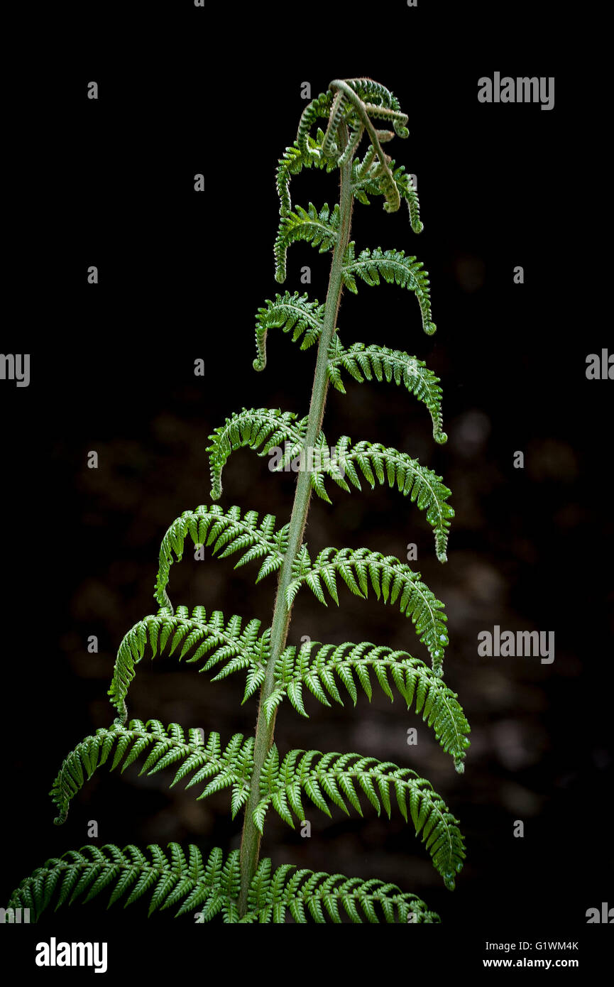 Vertical portrait fern hi-res stock photography and images - Alamy