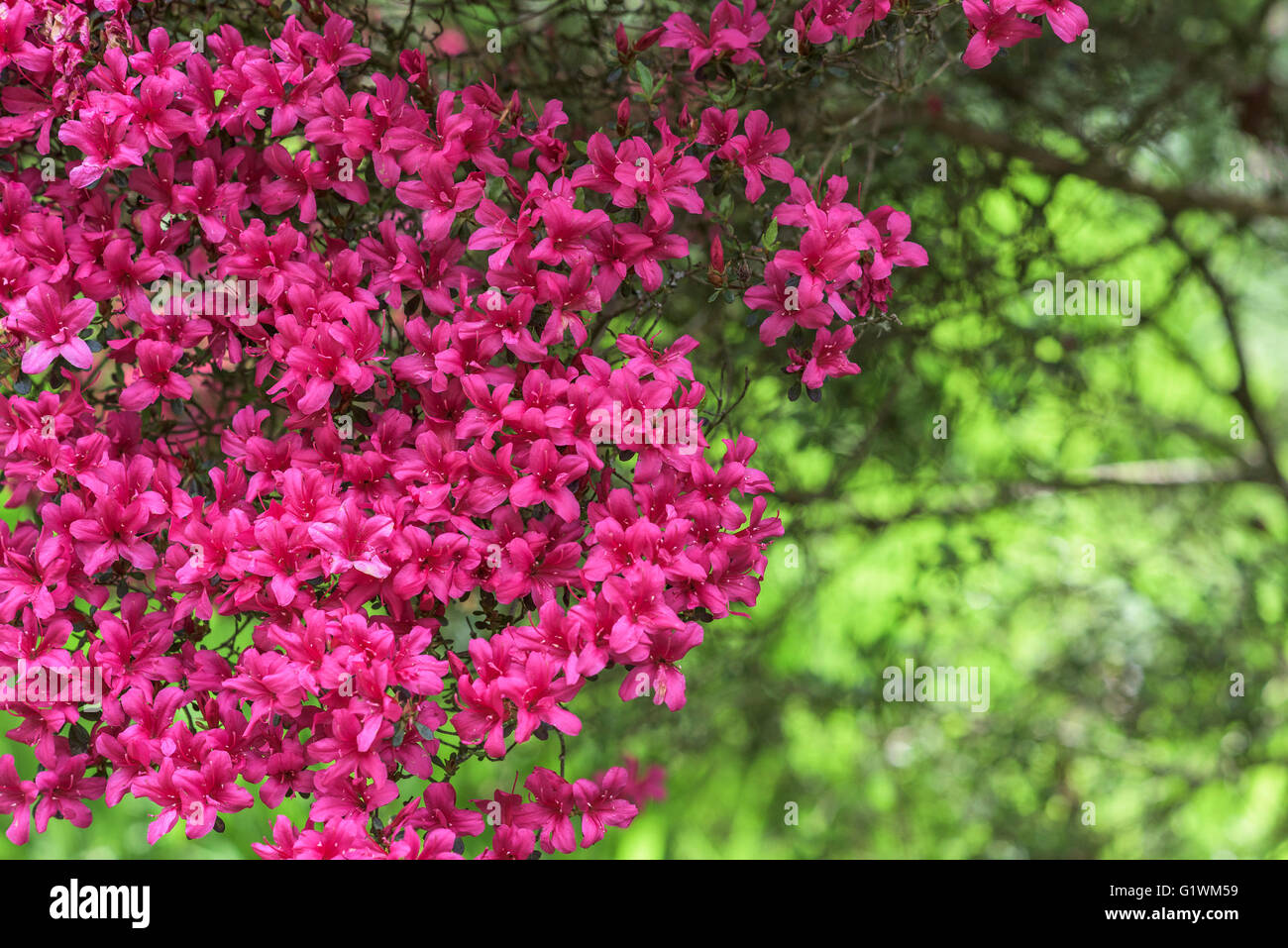 Pink Azalea. Stock Photo