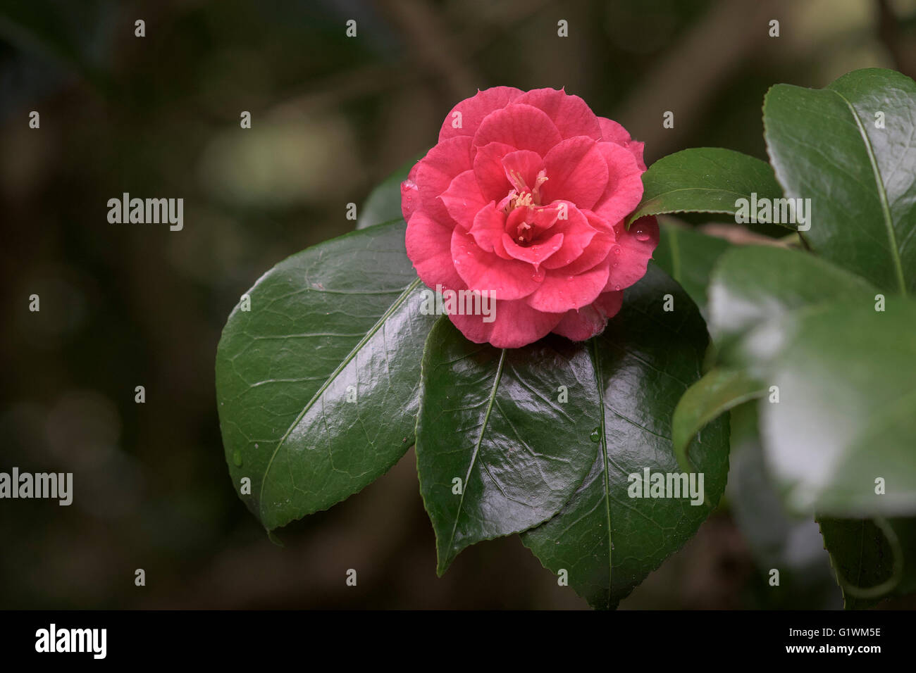 Camellia Japonica ‘Apollo’. Stock Photo