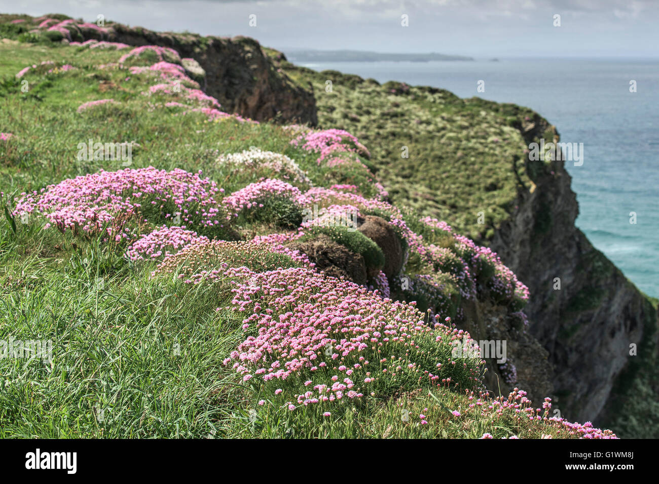 Sea Pinks Armeria maritima growing on cliffs in Cornwall. Stock Photo