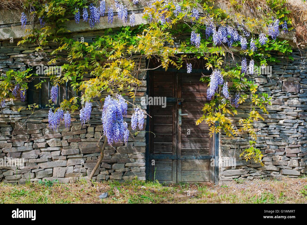 Wine cellar built from stones with purple acacia in village Maly Hores