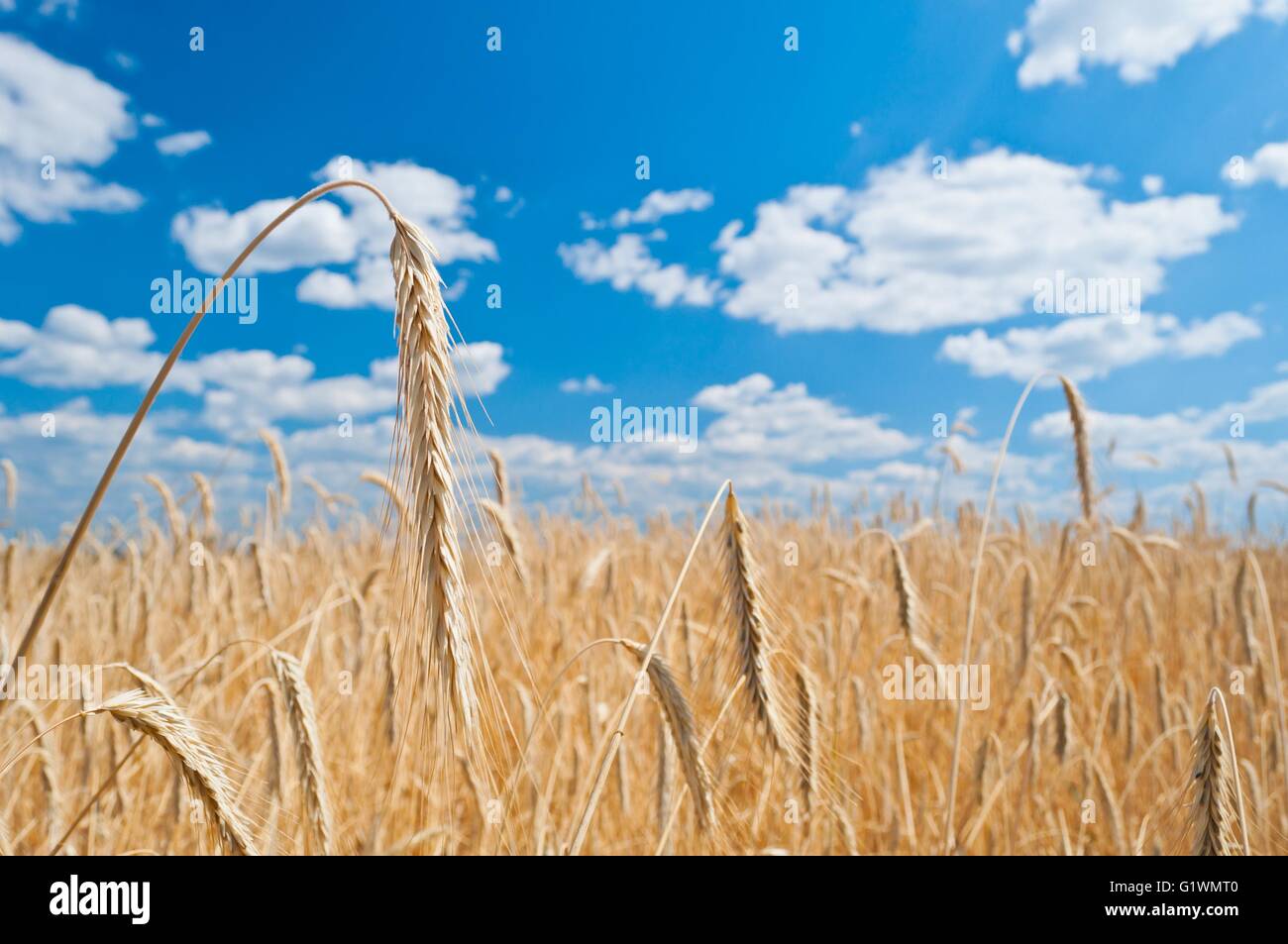 Golden wheat field with blue sky and white clouds in background Stock ...