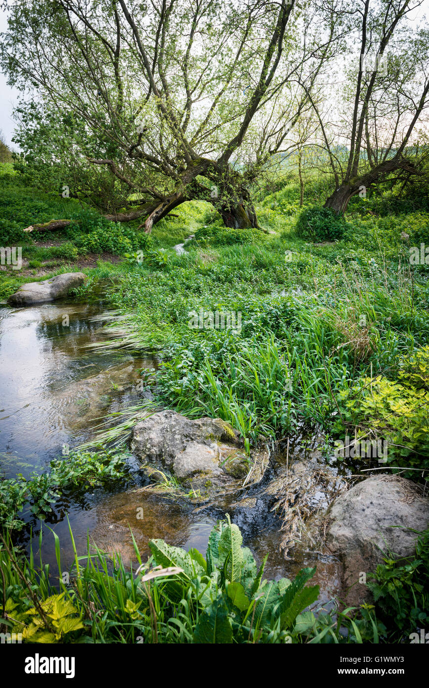 The beginning of the River Kennet at it's source at Swallowhead Spring near Avebury, Wiltshire, UK Stock Photo