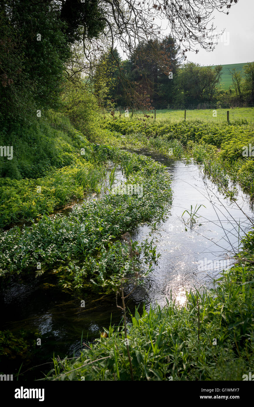 The beginning of the River Kennet near it's source at Swallowhead Spring near Avebury, Wiltshire, UK Stock Photo