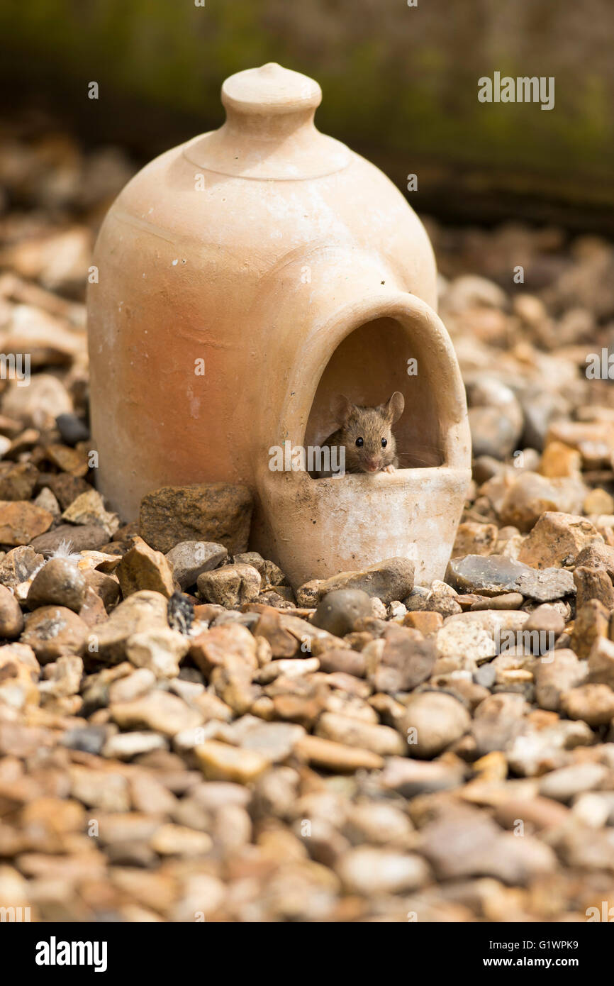Mouse (Mus Musculus) head view, peering out from inside terracotta clay bird water dispenser, on gravel, front view, UK garden Stock Photo