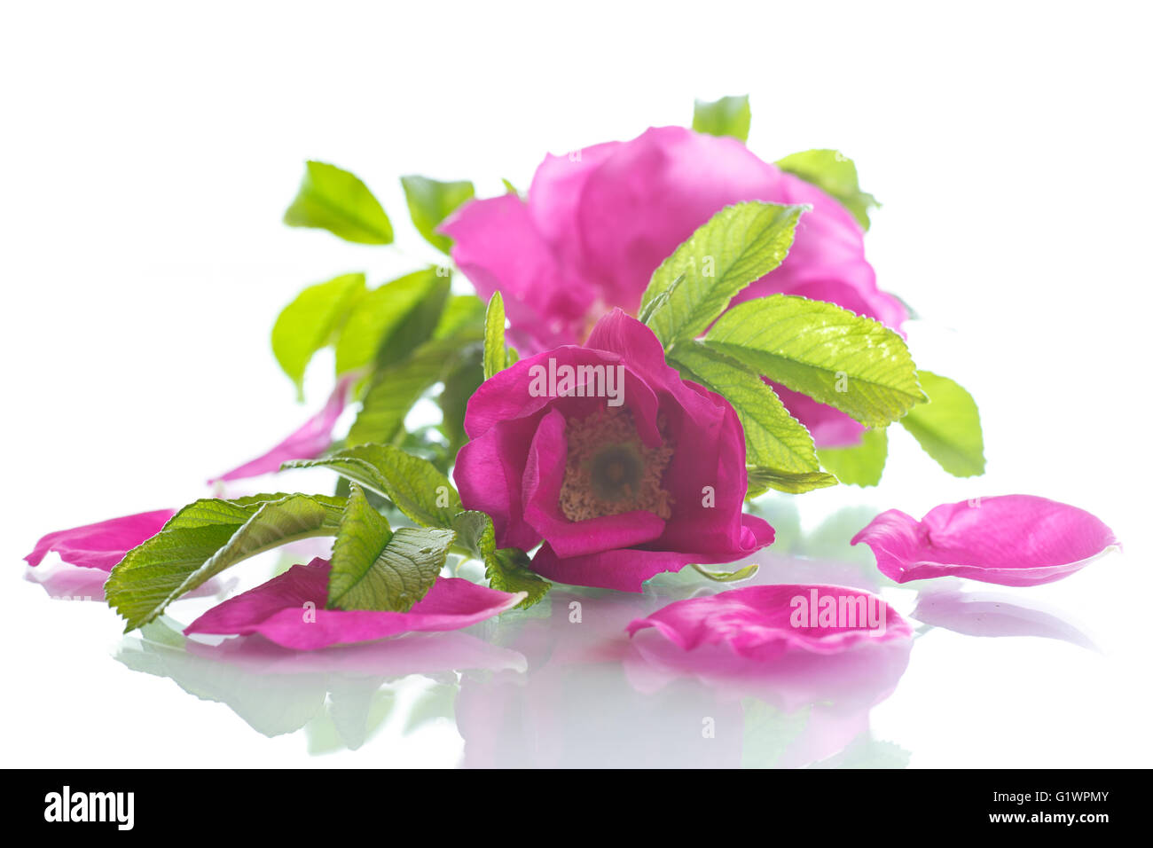 Cultured Rose High Resolution Stock Photography and Images - Alamy