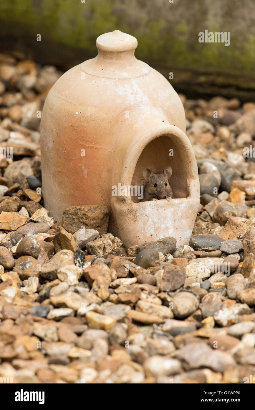 Mouse (Mus Musculus) head view, peering out from inside terracotta clay bird water dispenser, on gravel, front view, UK garden Stock Photo