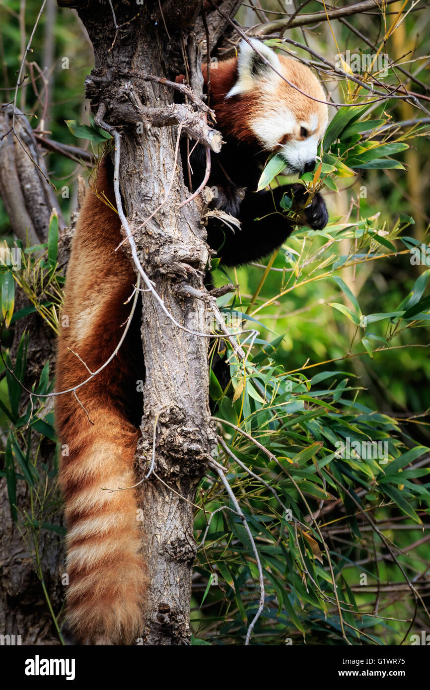 A Red Panda in a tree Stock Photo - Alamy
