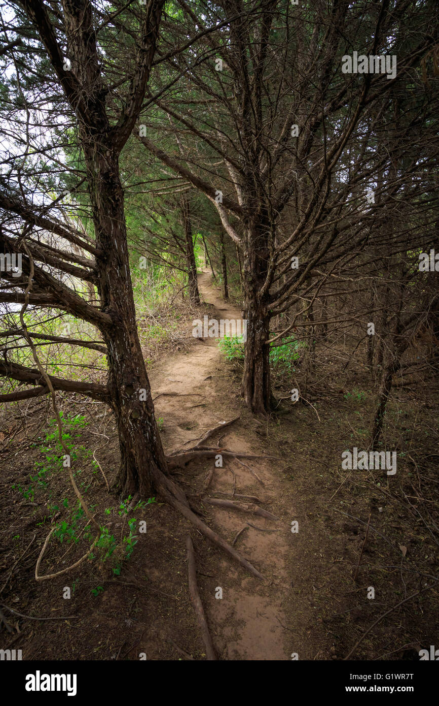Foot path to the beech hi-res stock photography and images - Alamy