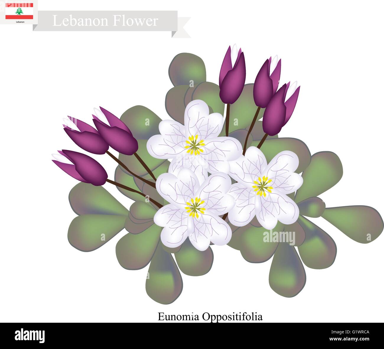 Lebanon Flower, Illustration of Eunomia Oppositifolia Flowers. One of The Most Popular Flower in Lebanon. Stock Vector