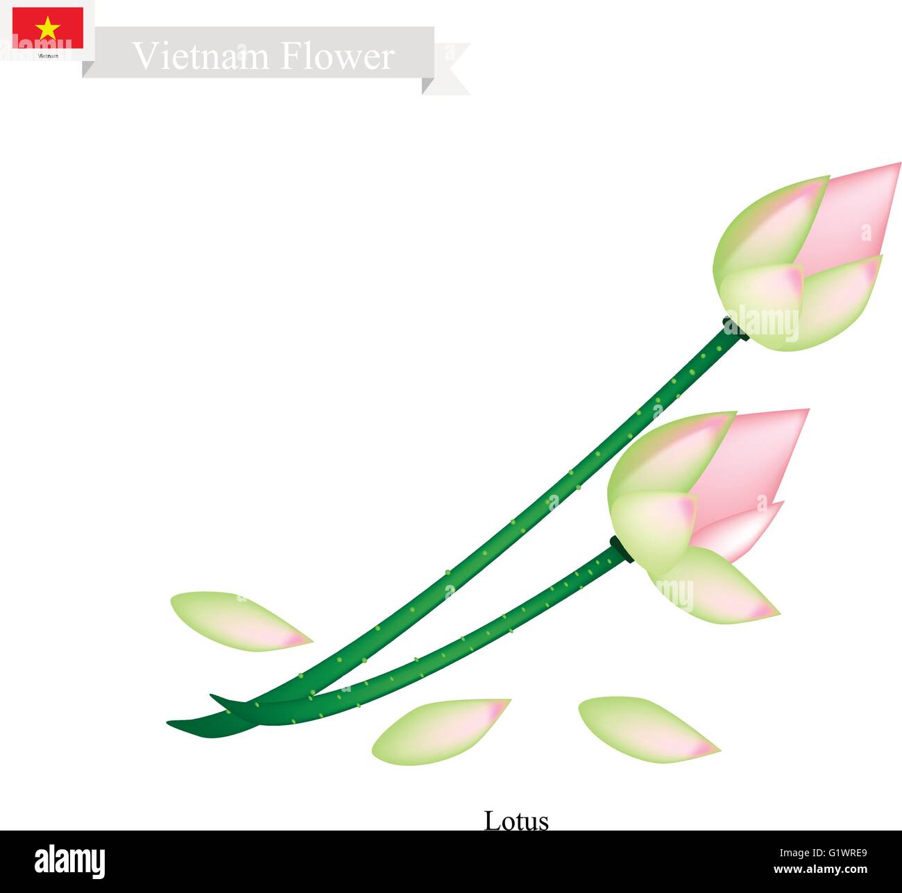 Vietnam Flower, Illustration of Water Lily or Lotus Flowers. The