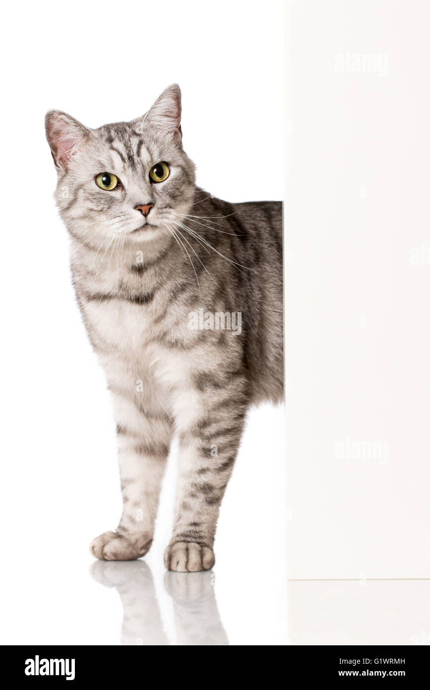Cat look around the corner Stock Photo Alamy