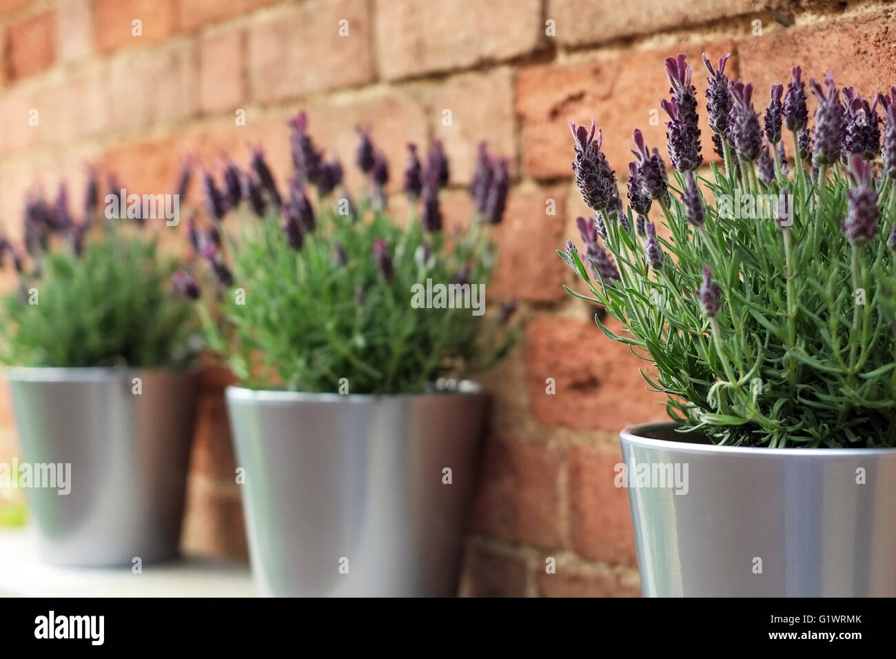 Three french lavender plants in a row. Stock Photo