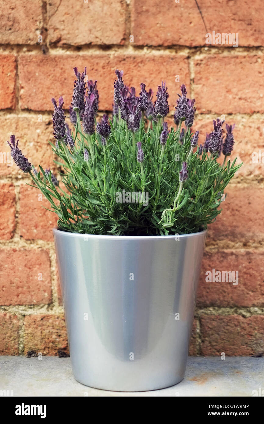 Lavender plant pot hires stock photography and images Alamy