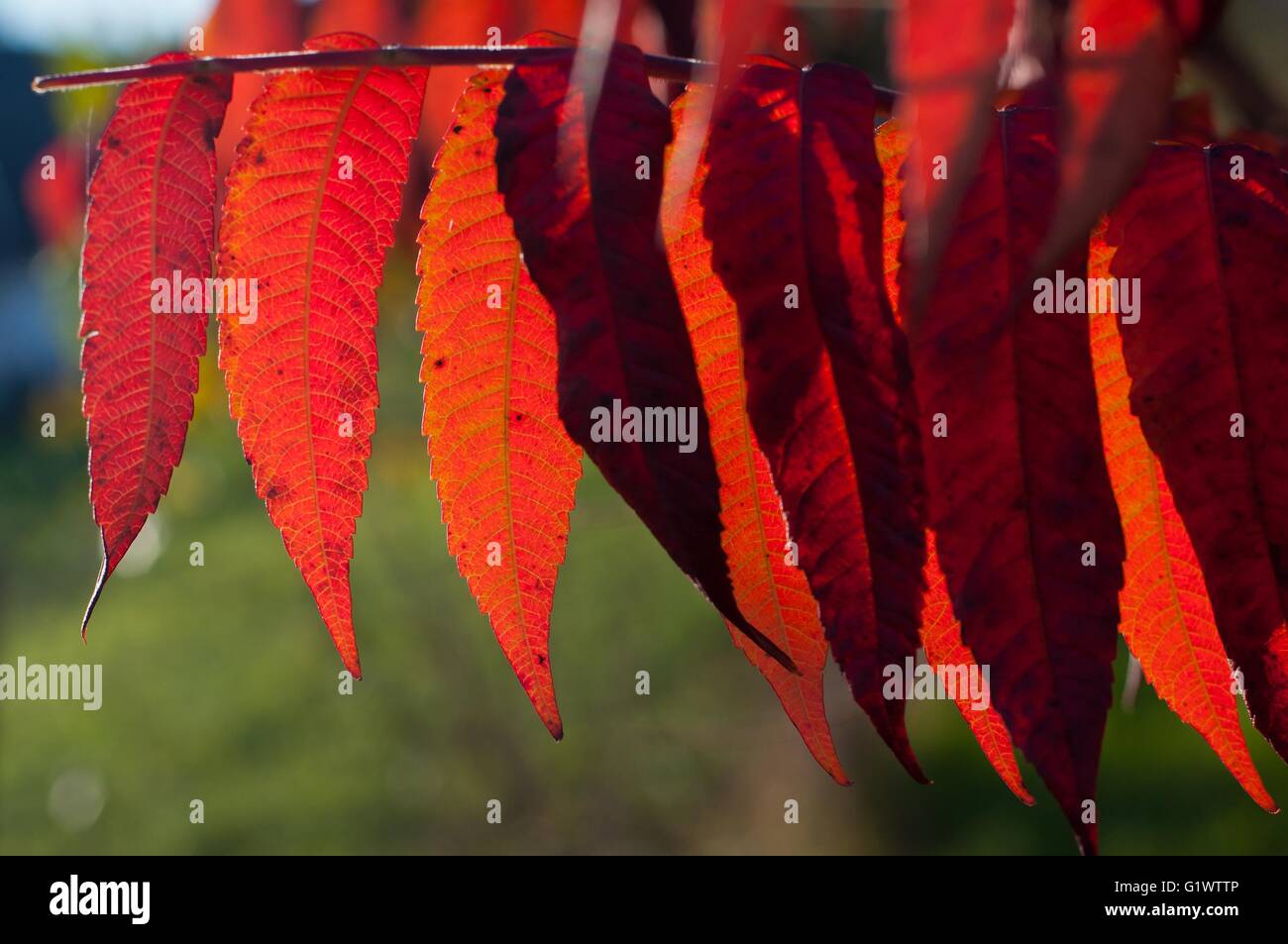Detail of backlit red autumn leaves on a sunny day Stock Photo - Alamy
