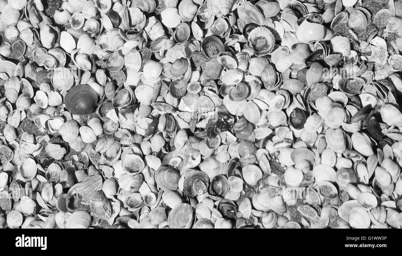 Many shells on the shore of the beach into the sea in summer Stock Photo