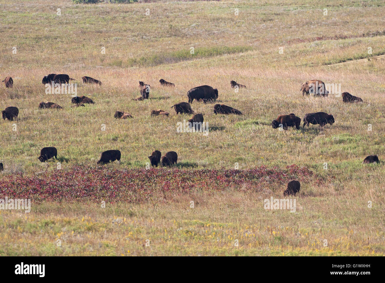 American bison Bison bison mixed herd Maxwell Wildlife Refuge Canton