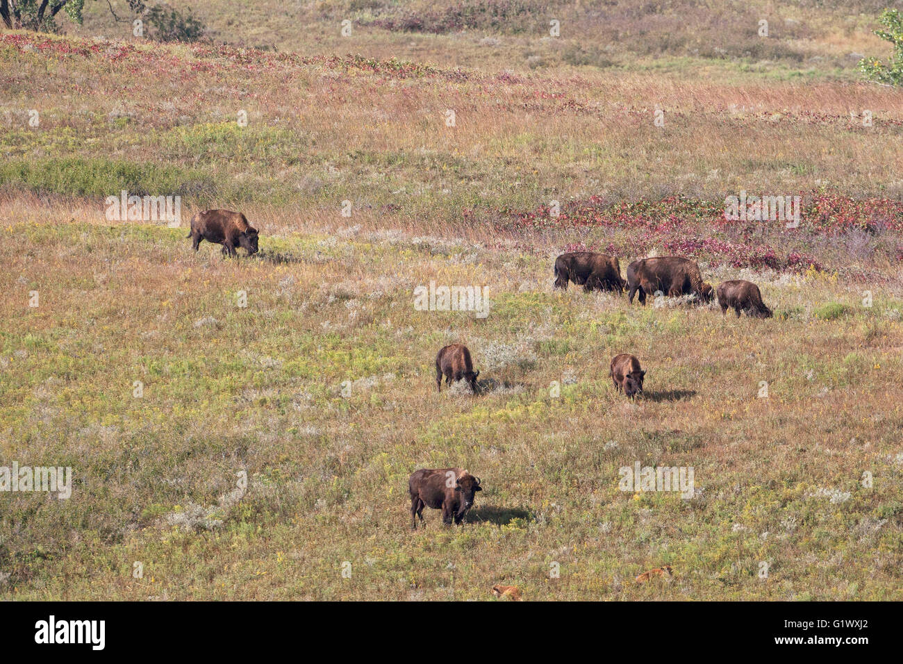 American bison Bison bison grazing on grassland Maxwell Wildlife Refuge