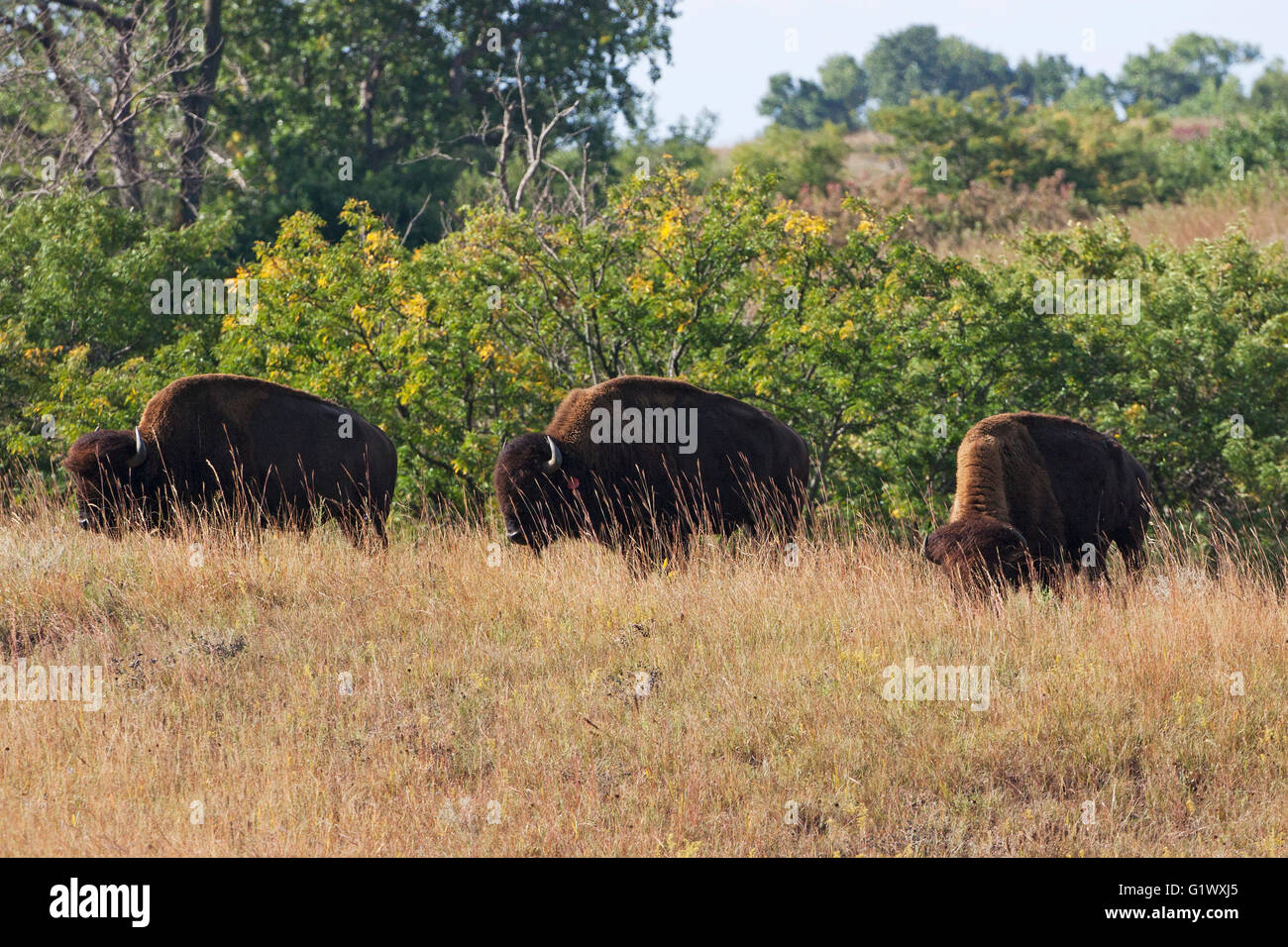 American bison Bison bison grazing on grassland Maxwell Wildlife Refuge