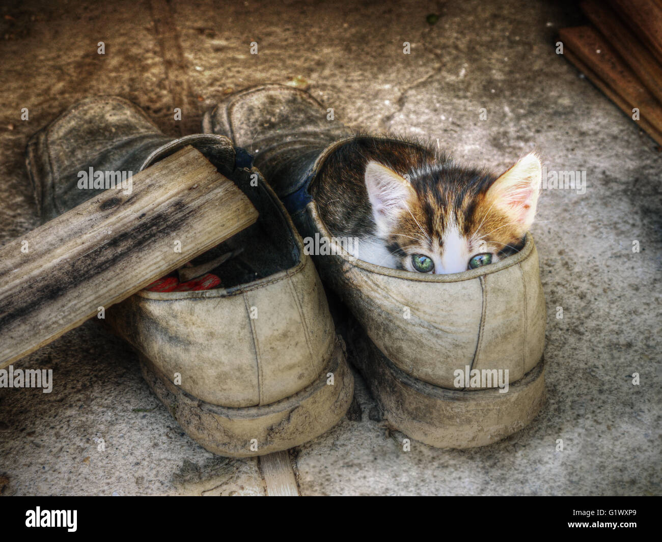 Cute little kitten hiding in the old shoe over grey background Stock
