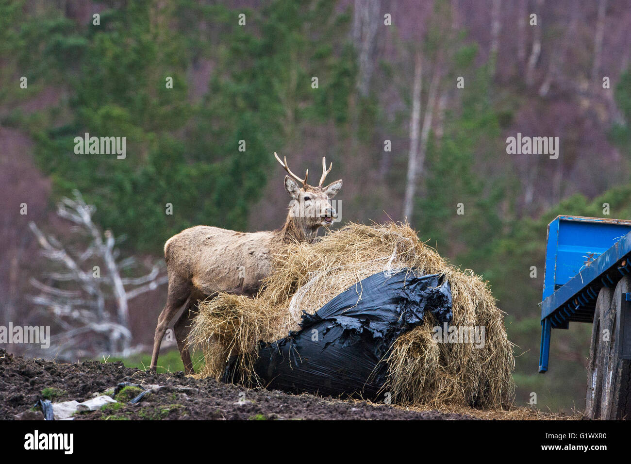 Red deer Cervus elaphus eating hay by a trailer Glen Cannich North West Highlands Scotland UK