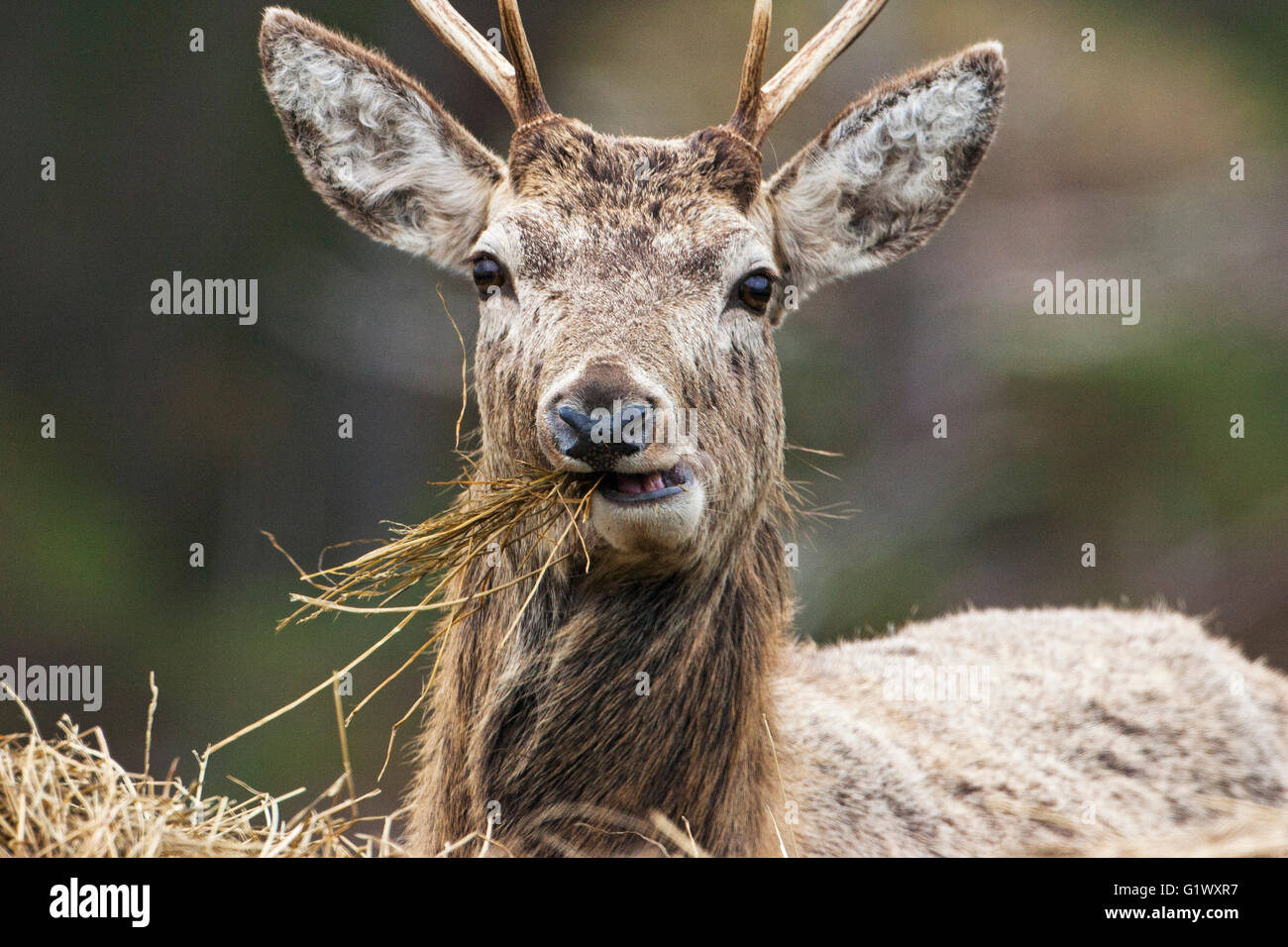 Red deer Cervus elaphus eating hay by a trailer Glen Cannich North West Highlands Scotland UK