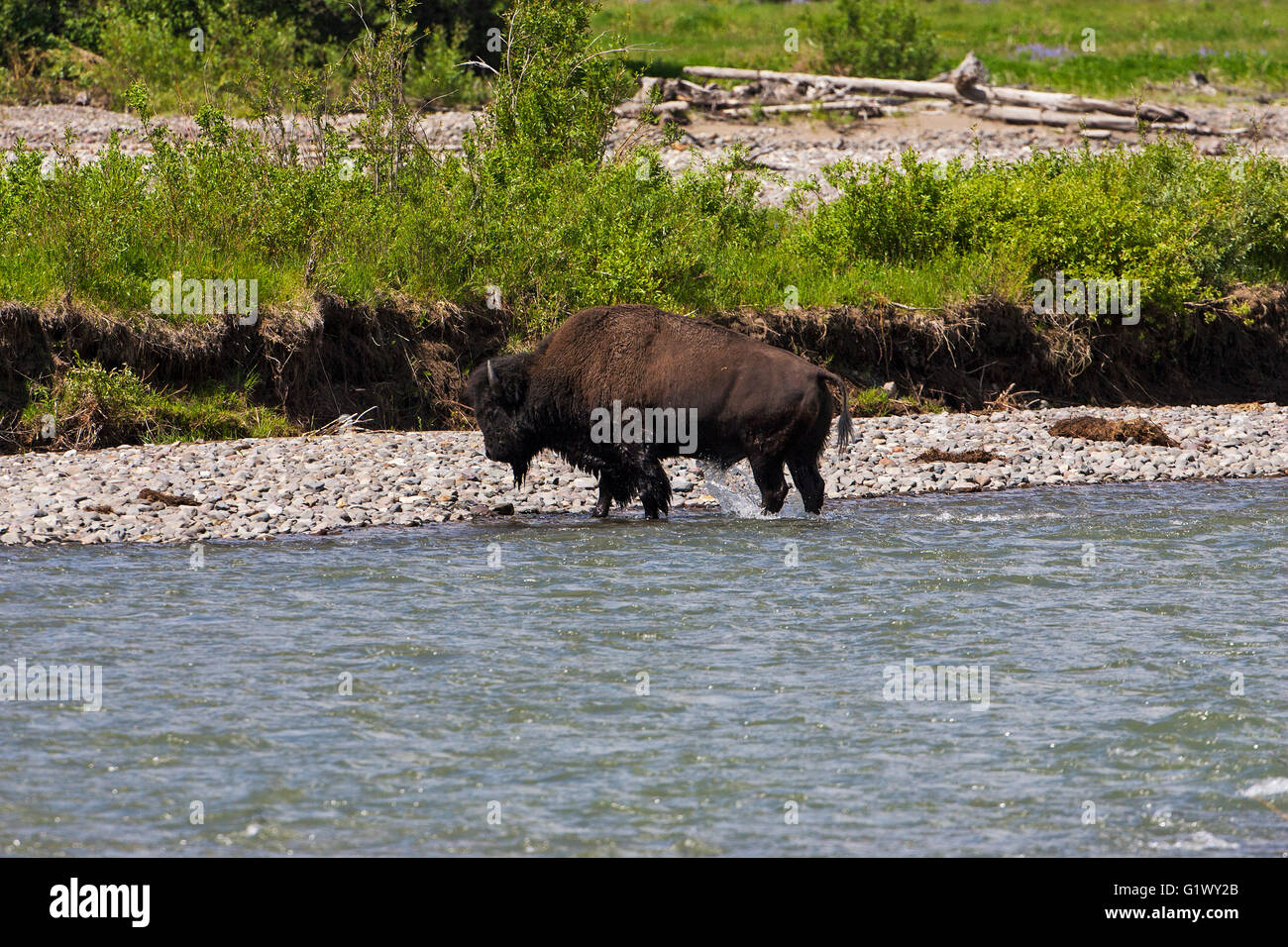 American bison Bison bison bull crossing the Lamar River Lamar Valley Yellowstone National Park Wyoming USA June 2015 Stock Photo