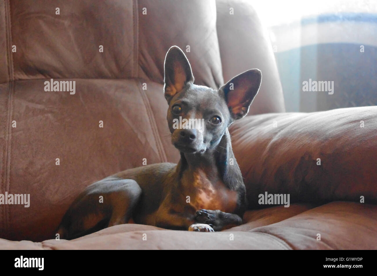 profile picture of a Chihuahua, pretty dog Stock Photo