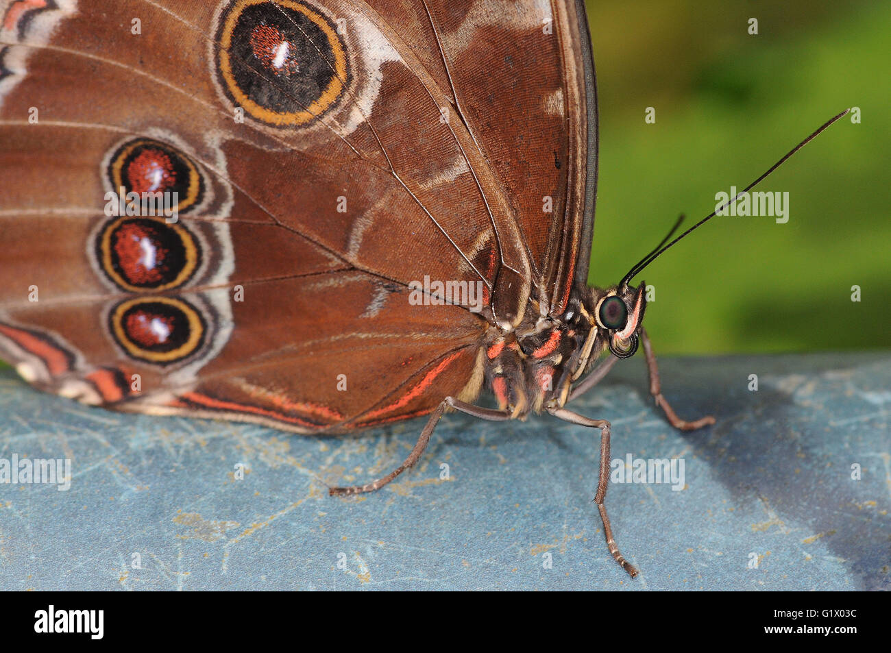 Butterfly, Caligo memnon, Banana Butterfly Stock Photo Alamy