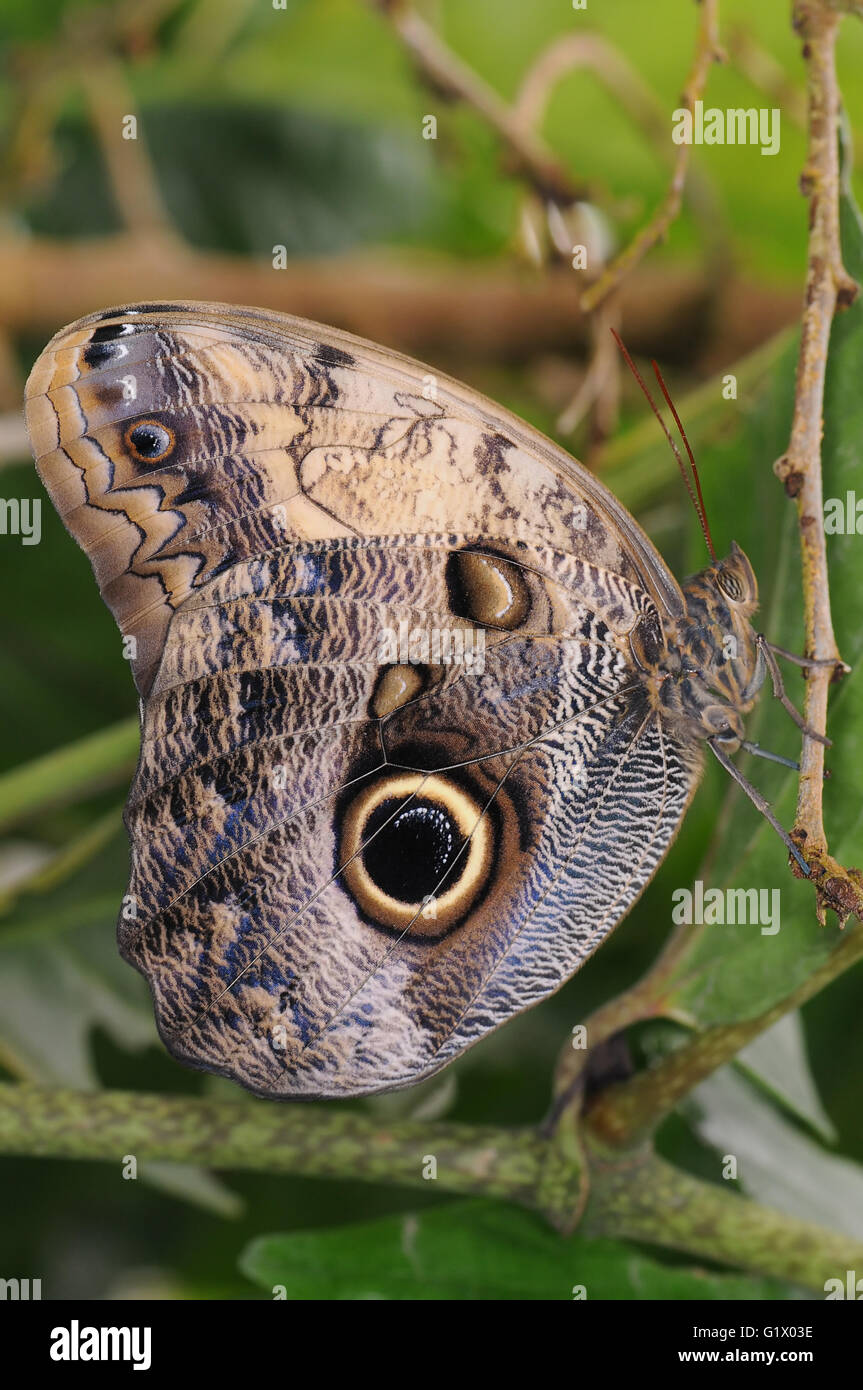 Caligo Memnon REPLICA Framed Verso Owl Butterfly Resting Pose Peru