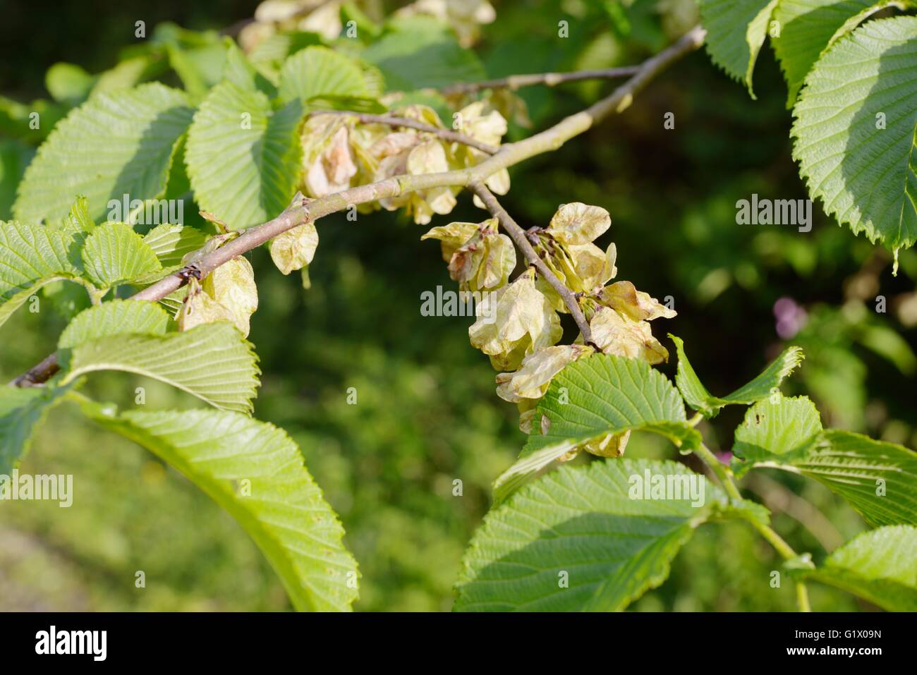 Samara or winged seeds of Ulmus glabra, Wych Elm  in Spring, Wales, UK. Stock Photo