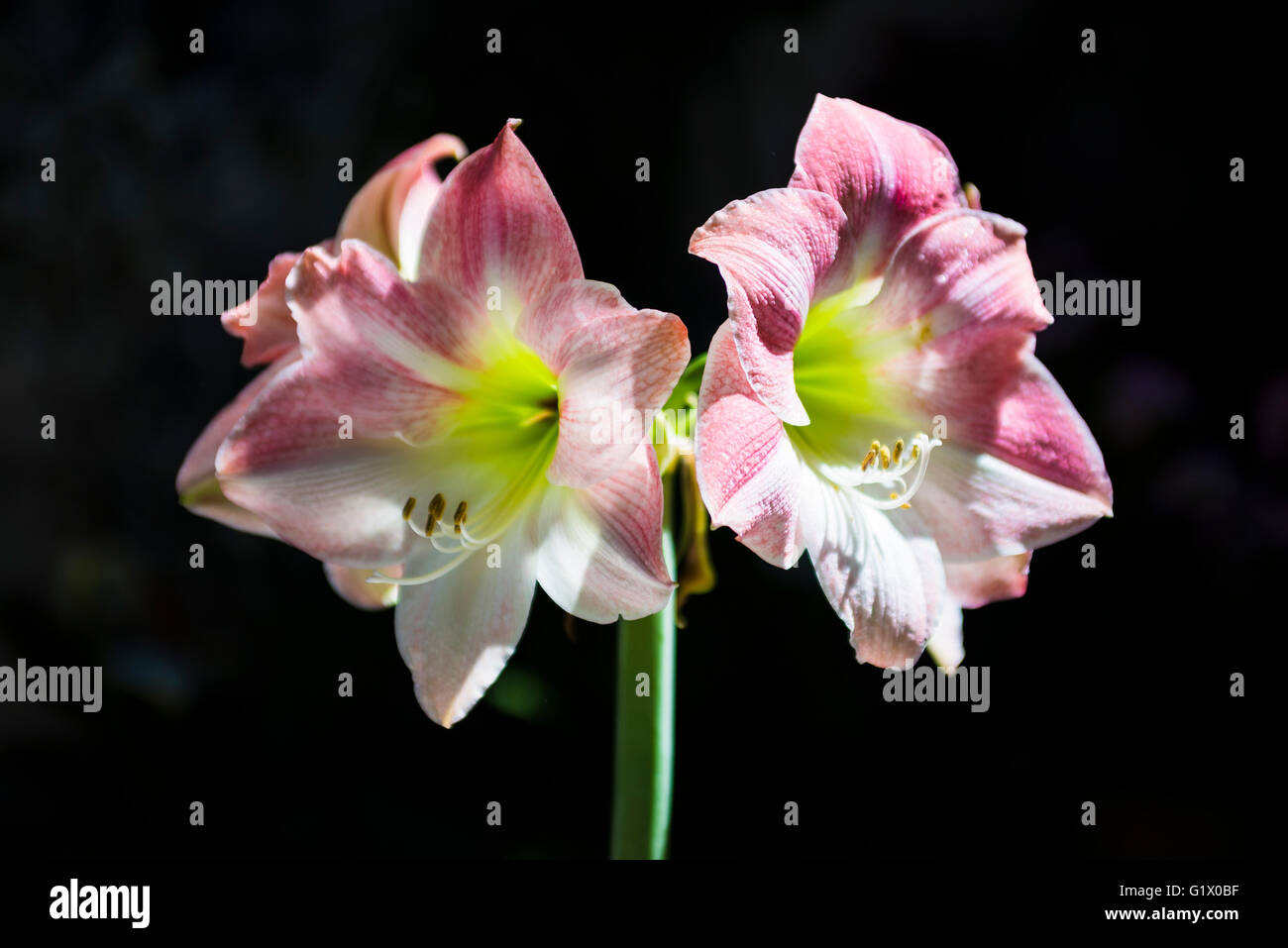 Amaryllis. Candy Floss. Hippeastrum is a genus of about 90 species and over 600 hybrids and cultivars of perennial herbaceous bu Stock Photo