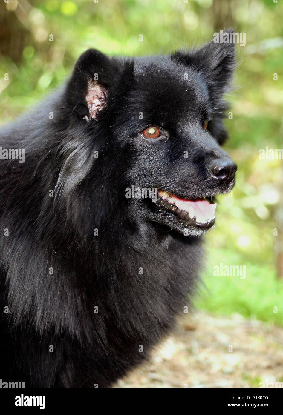 Slapp Hund Svensk Stock Photos & Svensk Stock Images - Alamy