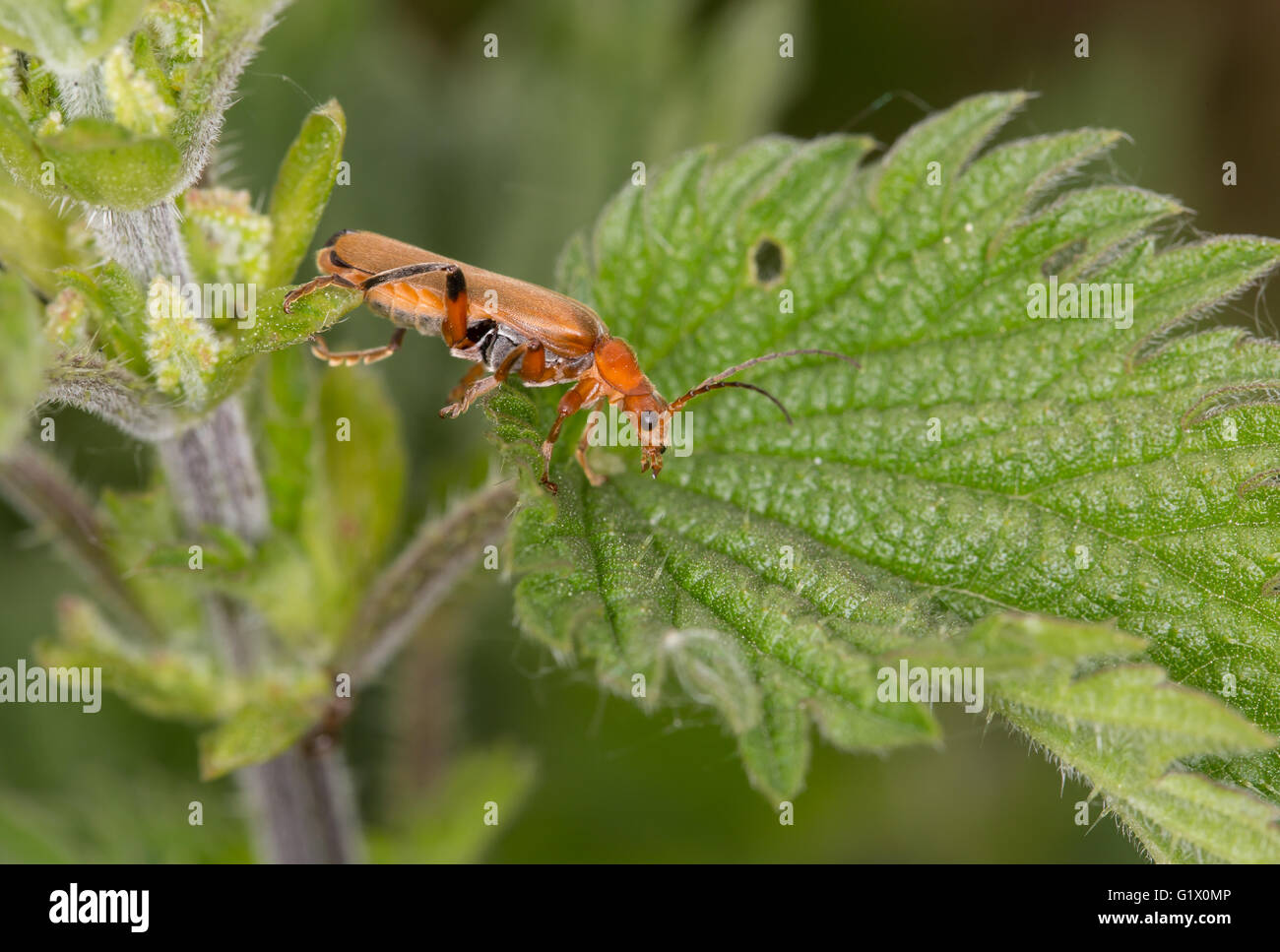 Soldier Beetle, Cantharis livida, Looking for prey Stock Photo