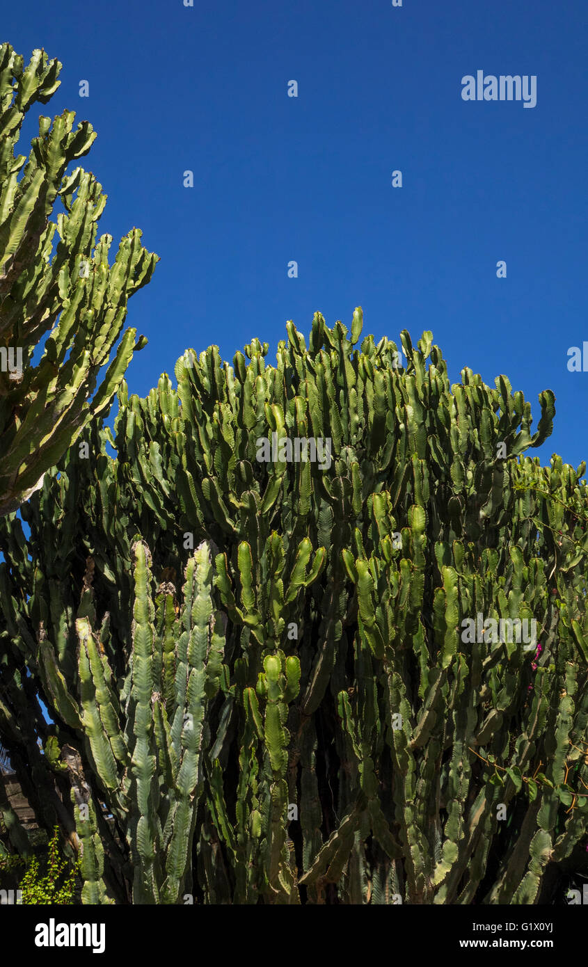 Upward shot of large cactus plant in the cactus garden of the Cocodrillo Park Zoo, Gran Canaria, Canary Islands, Spain Stock Photo