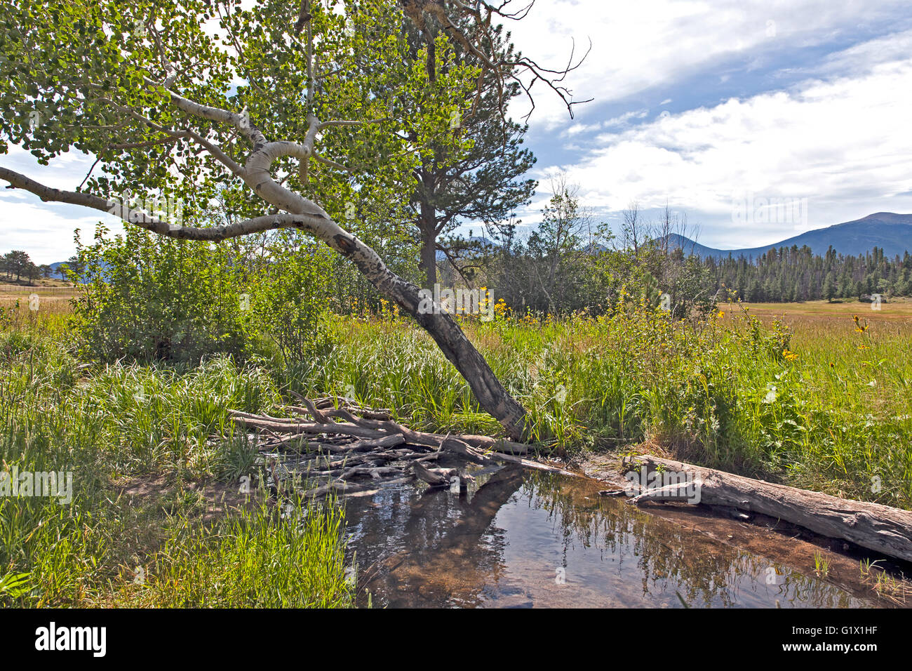 Space, wildflowers, and a beaver dam reward visitors to Upper Beaver