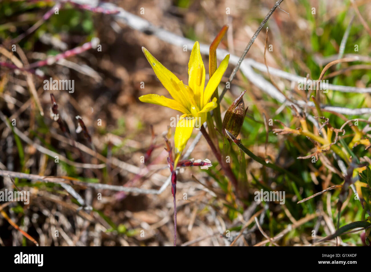 Flowers of Hairy Star of Bethlehem, Gagea villosa. Photo taken in Guadalajara Province, Spain Stock Photo